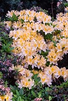 Rhododendron 'Comte de Quincy'