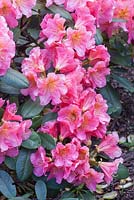 Rhododendron 'Dolcemente'