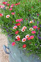 Mesembrianthemum 'Cherry Red' growing in a pot with Lavandula angustifolia 'Hidcote'
