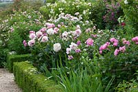 Peonies in a border at Hanham Court including Paeonia 'Kelway's Scented Rose' and Paeonia 'Bowl of Beauty'