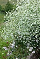 Crambe cordifolia with meadow beyond