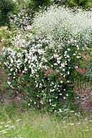 Crambe cordifolia on top of wall with meadow in the foreground