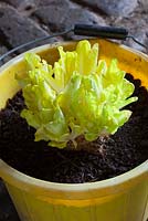 Chicory forced in a bucket