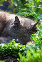 Cat sleeping amongst salad leaves