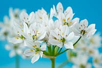 Allium neapolitanum - Neapolitan garlic, also known as Daffodil garlic, June