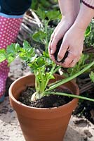Potting Celeriac for indoor winter use of a fresh foliage. Step by step. Woman adding good soil or compost to fill pot with transplanted Celeriac
