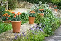 Row of terracotta pots on low wall with Tulipa 'Princes Irene'