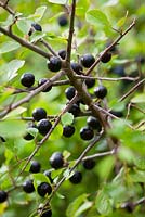 Prunus spinosa - Sloes, Blackthorn. 