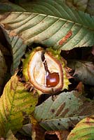 Aesculus hippocastanum  - Conker - Common Horse Chestnut