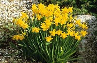 Narcissus 'Tete-a-tete' at Glen Chantry