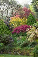 The main borders near the house at Greencombe Gardens, Somerset. Azaleas and Rhododendrons