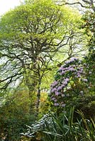 Rhododendron x decorum AGM. Greencombe Gardens, Somerset