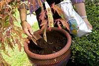 Top dressing a container of Acer palmatum var. dissectum with coffee grounds as a mulch 