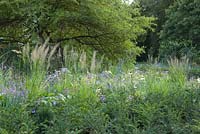Late summer border of Geranium, Verbena, Echinacea and Nepeta with grasses