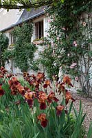 Iris 'Natchez Trace' planted on border of courtyard, with Rosa 'Meg' - Chateau du Rivau, Lemere, Loire Valley, France