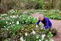 Carol Klein trimming old Epimedium foliage to show off flowers and new leaves