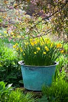 Narcissus jonquilla 'Flore Pleno' in a large container at Glebe Cottage in spring. Also known as Narcissus x odorus Plenus