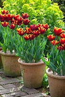 Tulipa 'Abu Hassan' in terracotta pots lining a path at Glebe Cottage. Euphorbia palustris behind