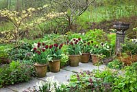 Spring border at Glebe Cottage including Narcissus 'Silver Chimes', Lamium orvala and Cornus controversa 'Variegata'. Tulipa 'Jan Reus' grown in terracotta pots lining the path