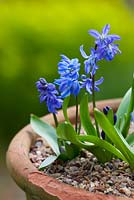 Scilla sibirica 'Blue Beauty' in a terracotta pot