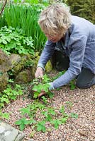 Carol Klein digging up self sown seedlings including Geranium nodosum, Viola riviniana and Alchemilla mollis