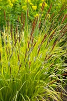 Carex elata 'Aurea' - Bowles golden grass