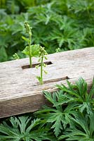 Tellima grandiflora growing up through hole in bench at Glebe Cottage