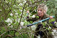 Carol cutting dead branches out of Exochorda x macrantha 'The Bride' with loppers