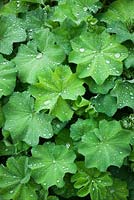 Alchemilla mollis AGM. - Lady's mantle with water droplets
