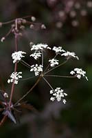 Anthriscus sylvestris 'Ravenswing'. Purple Cow parsley, Queen Anne's lace