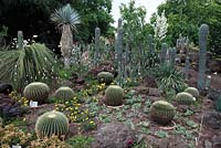 Cacti in the Palm garden, Frankfurt