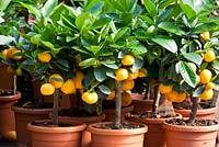 Citrus madurensis 'Calamondin' - Mandarins in pots