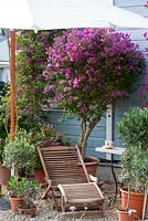 Gravel area with wooden deckchair. Mediterranean plants in pots and a table with coffee cup. Bouganvillea and Olea europaea