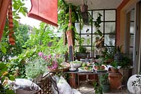 Metal garden table laid for dinner, plants in containers - Lathyrus latifolius, Lavandula, Salvia officinalis, Thymus
