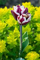 Euphorbia polychroma 'major' and tulipa 