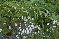 Amsonia tabernaemontana, anemone sylvestris, narcissus poeticus polygonatum 'weihenstephan' 