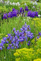 Iris sibirica 'blue brilliant' 