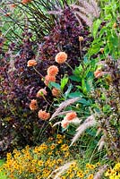 Mixed summer border with Dahlia, Pennisetum and zinnia angustifolia 