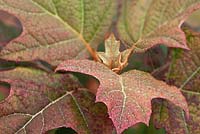 Hydrangea quercifolia - Oakleaf Hydrangea