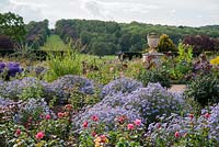 Asters and roses in the Rose Garden