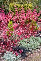 Cornus changing colour in the winter garden with black Ophiopogon planiscapus 'Nigrescens' and silvery Stachys byzantina