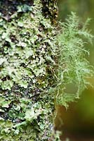 Lichen encrusted tree