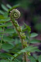 Polystichum acrostichoides - Christmas fern 