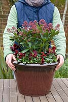 Step by step. Finished container. Planting a winter container with Viola 'Panola Red' and Skimmia japonica 'Rubella'
