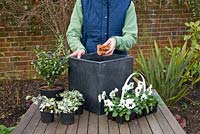 Woman adding broken pot pieces to container - Step by step winter container with Viola panola 'White' Sarcococca - Christmas Box and Hedera - Ivy 