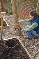 Step by step for planting bare root currant bushes 
