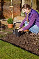 Step by step for planting Rosa 'Iceberg' - deciding on planting position