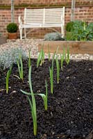 Step by step for planting garlic 'early purple wight'
