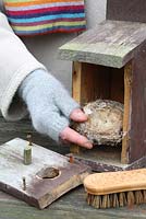 Woman clearing out wooden bird box in autumn, ready for spring