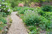Colourful spring garden with curved gravel path and stone edged beds planted with Chaerophyllum hirsutum 'Roseum', Geranium phaeum, Rhododendron Loderi Group 'Loderi King George', Iris and Acer palmatum